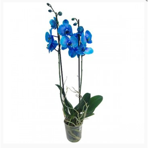 PHALAENOPSIS P12 TINGIDA AZUL 2 HT