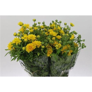 Ran N Modern Proxima Yellow