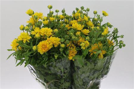 <h4>Ran N Modern Proxima Yellow</h4>