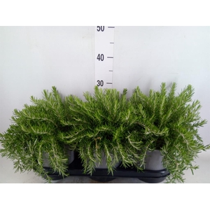 Rosmarinus offi. 'Prostratus'