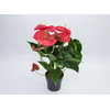 ANTHURIUM MICHIGAN P17 PREMIUM