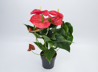 <h4>ANTHURIUM MICHIGAN P17 PREMIUM</h4>