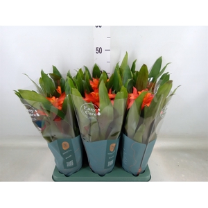 Guzmania  'Fiero Orange'