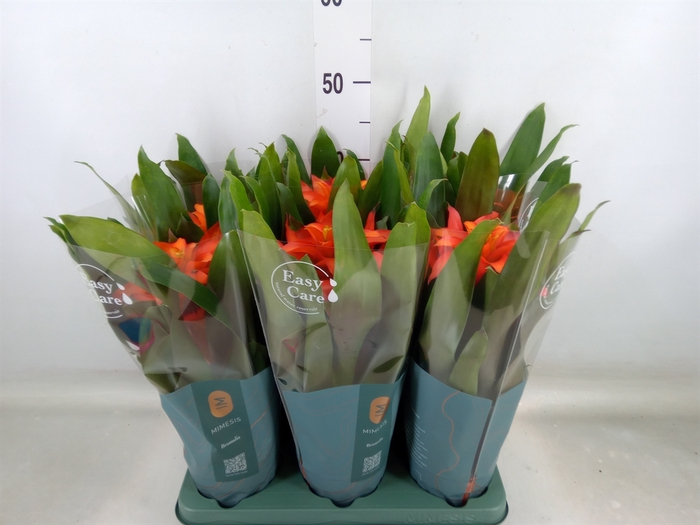 <h4>Guzmania  'Fiero Orange'</h4>