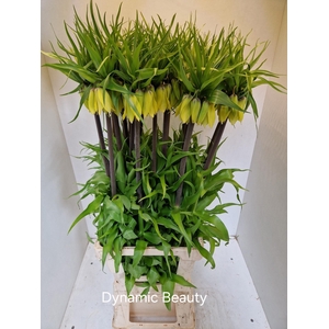 FRIT IMPERIALIS