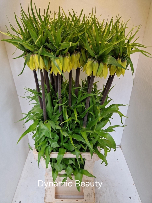 <h4>FRIT IMPERIALIS</h4>