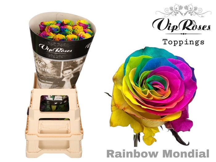 <h4>R GR RAINBOW MONDIAL</h4>