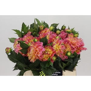 Dahlia Princess Elisabeth