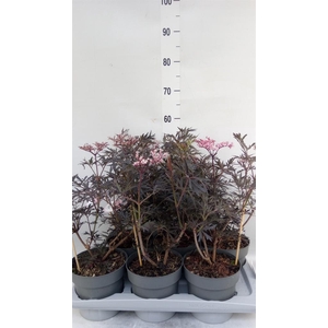 Sambucus nigra 'Black Lace'