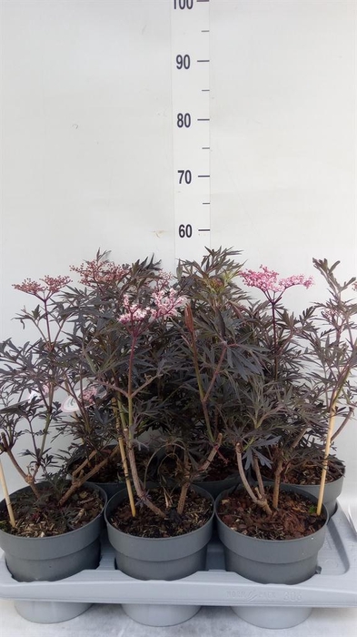 <h4>Sambucus nigra 'Black Lace'</h4>