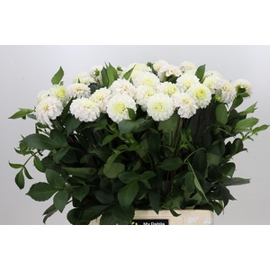Dahlia White Isa