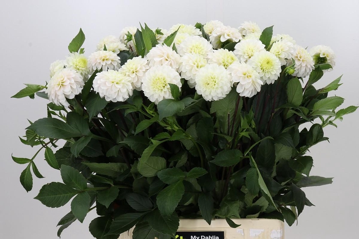 <h4>Dahlia White Isa</h4>