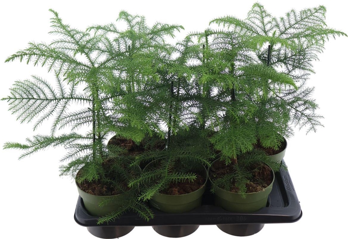 <h4>Araucaria Heterophylla</h4>