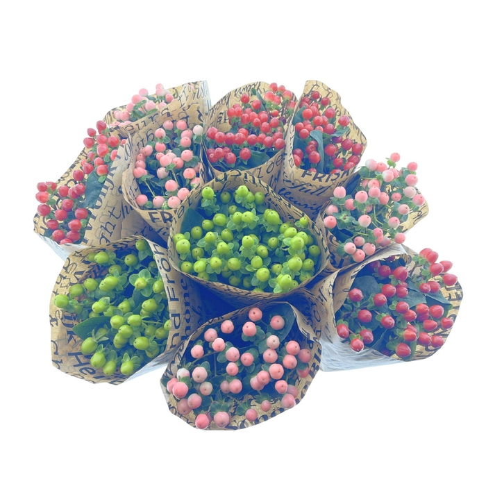 BQ Mono Hypericum 5 stems mix