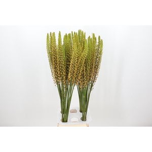 Eremurus Rumba