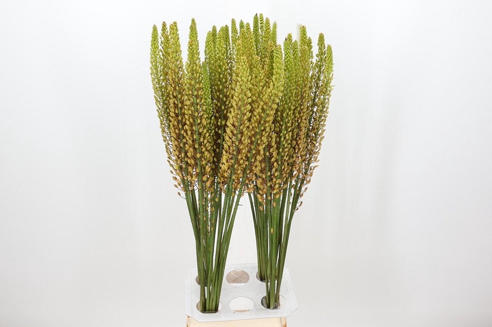 <h4>Eremurus Rumba</h4>