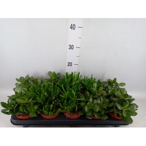 Crassula   ...mix