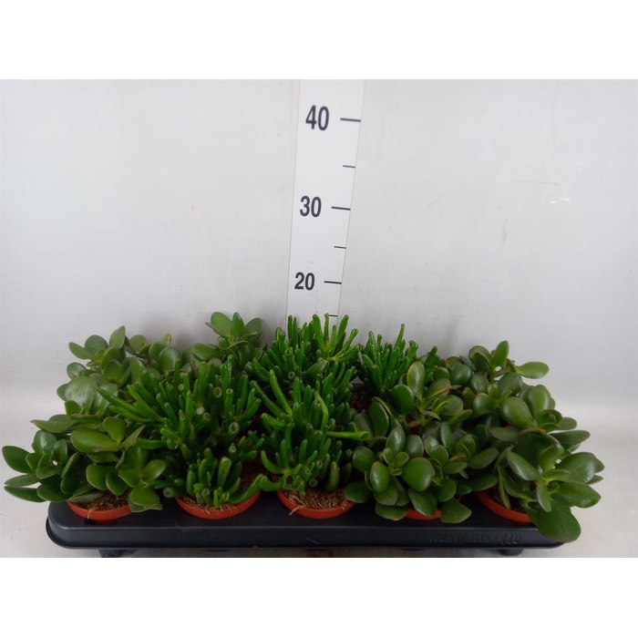 <h4>Crassula   ...mix</h4>