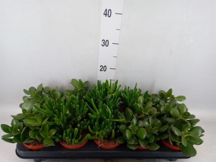 Crassula   ...mix