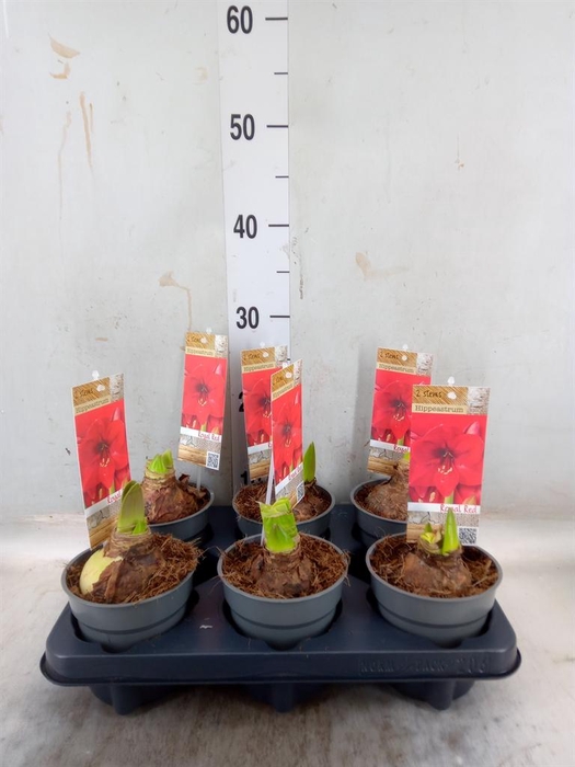 <h4>Hippeastrum   ...</h4>