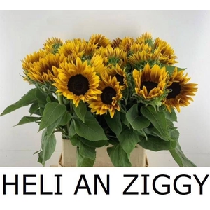 HELI AN ZIGGY