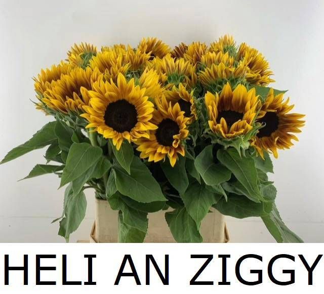 <h4>HELI AN ZIGGY</h4>
