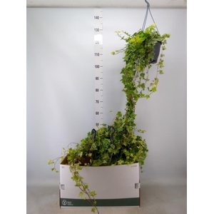 Hedera helix 'Mint Kolibri'