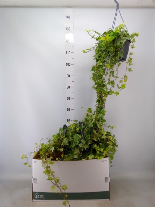 <h4>Hedera helix 'Mint Kolibri'</h4>