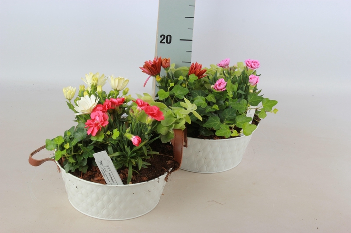 <h4>ARR TUINPLANTEN</h4>