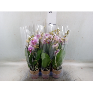 Phalaenopsis  'Ant Rotterdam'
