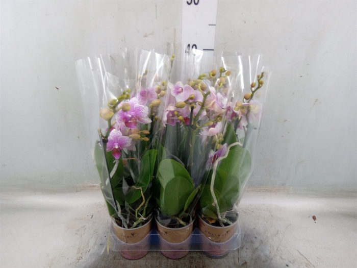 <h4>Phalaenopsis  'Ant Rotterdam'</h4>