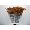 Anigozanthos Gold Fever