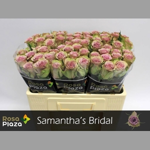 R GR SAMANTHA BRIDAL