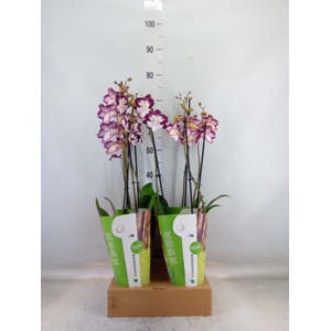 Phalaenopsis  'GbZ Tinkerbells'