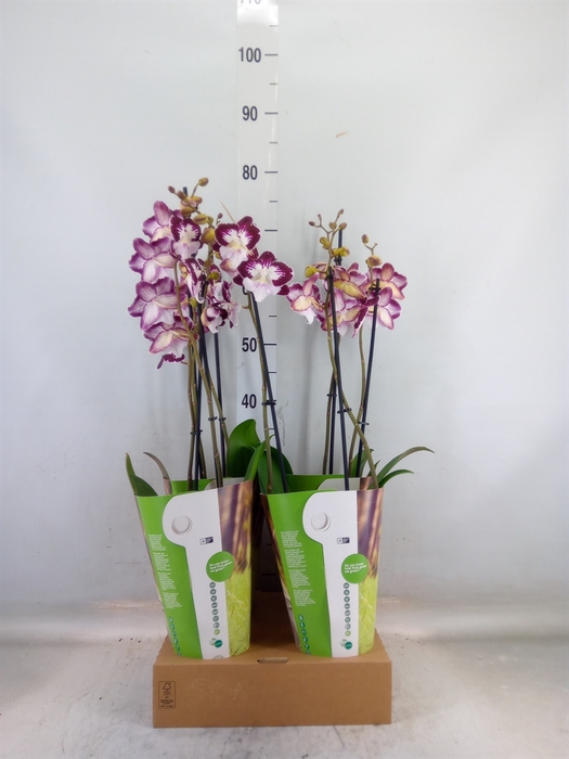 <h4>Phalaenopsis  'GbZ Tinkerbells'</h4>