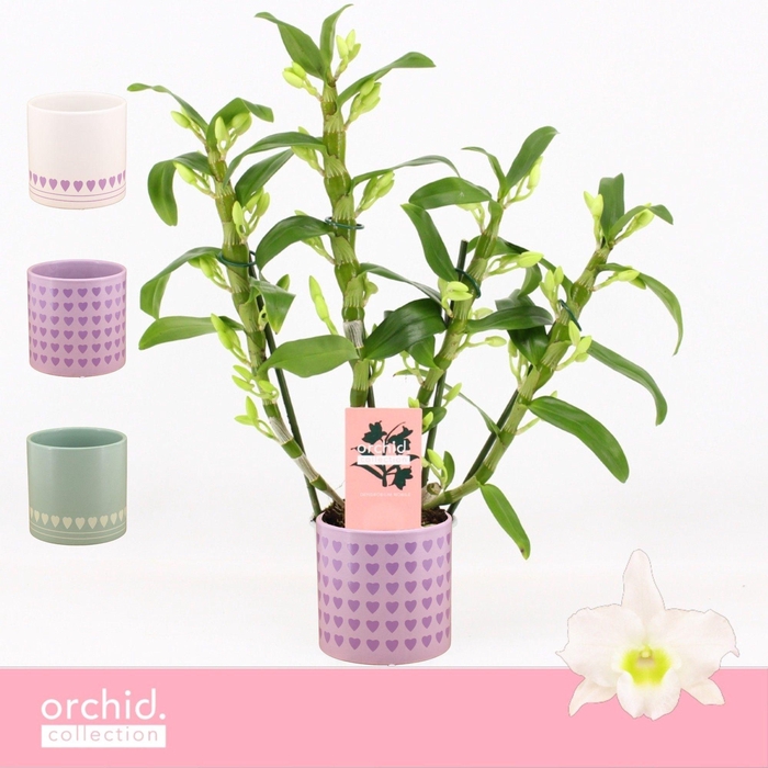 <h4>Dendrobium Nobilé, Apollon 4-spike Compact in Horizon Love 'Orchid Collection'</h4>