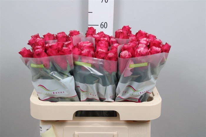 <h4>R Gr Elewana</h4>