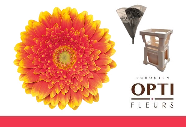 <h4>Germini Franky Water</h4>