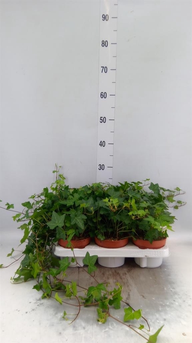 <h4>Hedera   ...green leafed</h4>