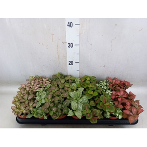 Fittonia   ...mix 7