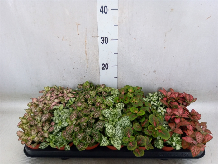 <h4>Fittonia   ...mix 7</h4>