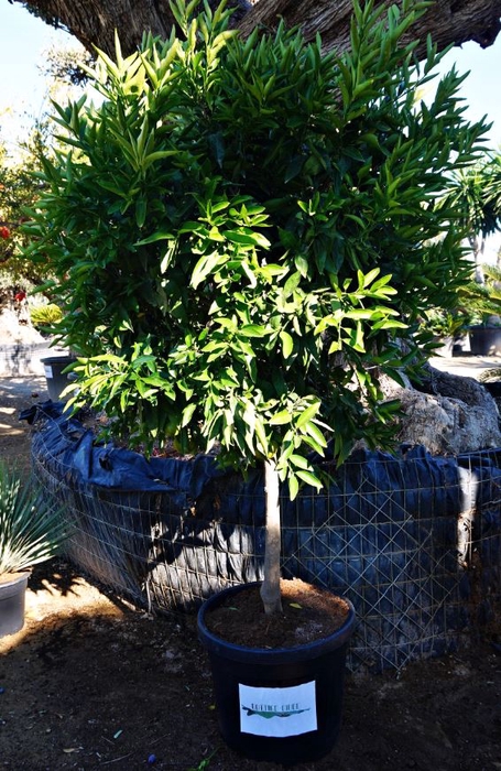Citrus sinensis