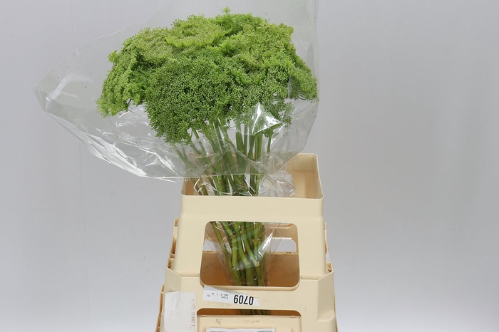 <h4>Ammi Green Mist</h4>