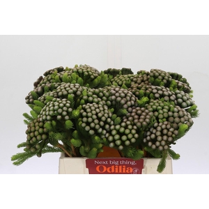 Kaaps Groen Albiflora