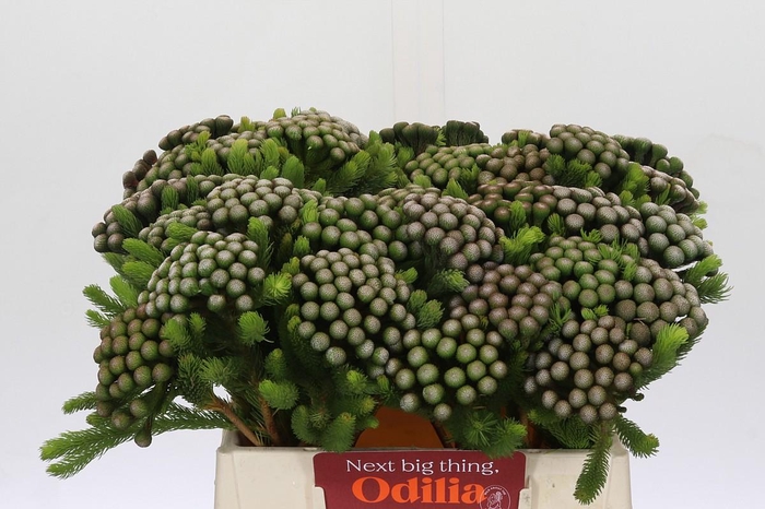 <h4>Cape Green Albiflora</h4>