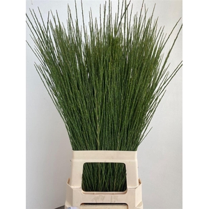 Cytisus Boskoop Ruby