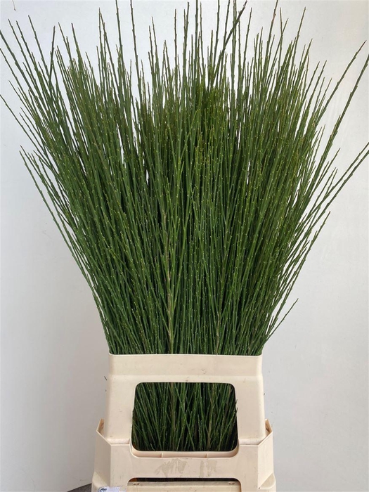 <h4>Cytisus Boskoop Ruby</h4>