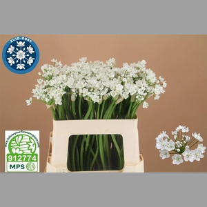 ALLIUM FLOCON