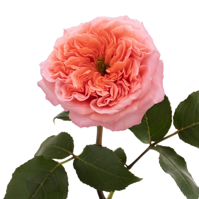 <h4>R GR Mandarin X-Pression</h4>