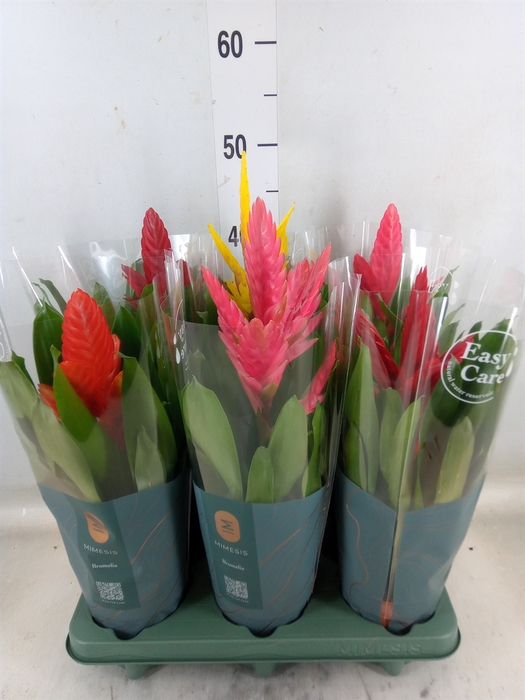 <h4>Vriesea   ...mix</h4>